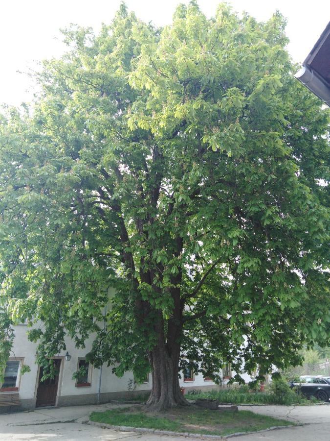 Landpension Haupt Sebnitz Exterior foto